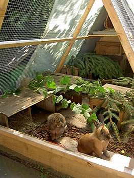 pyramid for rabbits and rodents